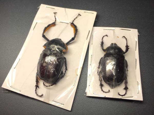 高品質，2026】 標本 トルコヒメテナガコガネ ♂37.5mm ♀35mm ペア
