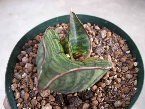 サンスベリアサイナスR1734シミオルム S-plants サンスべ サンスベリアサイナスR1734シミオルム S-plants サンスべ