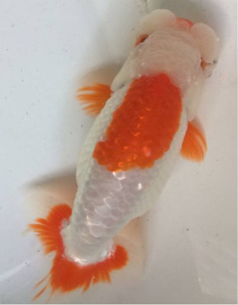 n235521364.2