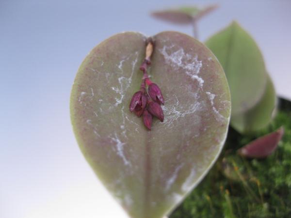 洋蘭 TA194 Acianthera prolifera