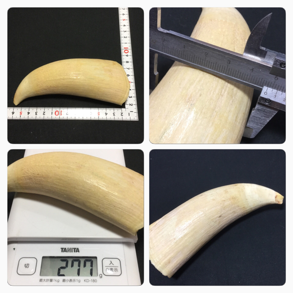 Yahoo!オークション 鯨の歯 クジラ くじらの歯 重量 約 277g ⑤