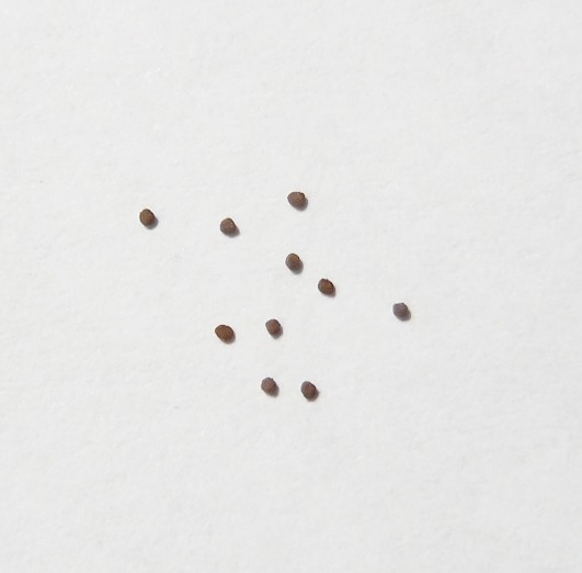 種子 原種 ペチュニア エクセルタ Petunia 10粒 赤花稀少種 種 売買されたオークション情報 Yahooの商品情報をアーカイブ公開 オークファン Aucfan Com