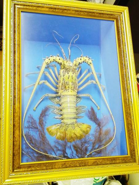 昭和レトロ特大伊勢海老ゴシキエビニシキエビ剥製•標本 昭和レトロ特大伊勢海老ゴシキエビニシキエビ剥製•標本