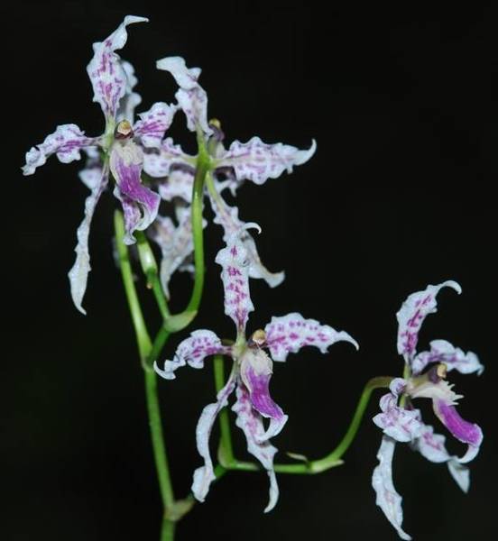 Cyrtochilum alboroseum2 気品ある美花 原種洋蘭 野生ラン