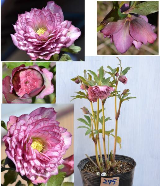 クリスマスローズ　ピンクオーレア超多弁大株 helleborus ピンクオーレア 超多弁 #helleborus #クリスマスローズ