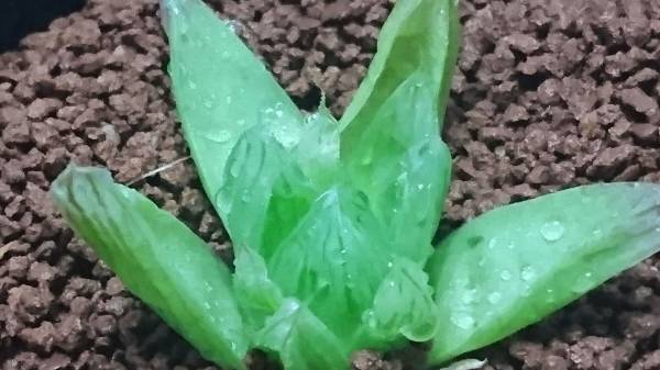評価3000御礼sael 877 多肉植物 ハオルチア 花火錦 カキコ根あり サボテン 売買されたオークション情報 Yahooの商品情報をアーカイブ公開 オークファン Aucfan Com 評価3000御礼sael 877 多肉植物 ハオルチア 花火錦 カキコ根あり サボテン 売買されたオークション情報 Yahooの商品情報をアーカイブ公開 オークファン Aucfan Com