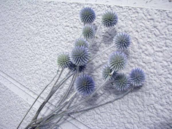 めぐみ工房 北海道ドライフラワー るり玉アザミ１束 一般 売買されたオークション情報 Yahooの商品情報をアーカイブ公開 オークファン Aucfan Com