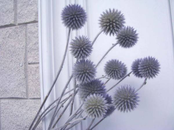 めぐみ工房 北海道ドライフラワー るり玉アザミ１束 一般 売買されたオークション情報 Yahooの商品情報をアーカイブ公開 オークファン Aucfan Com