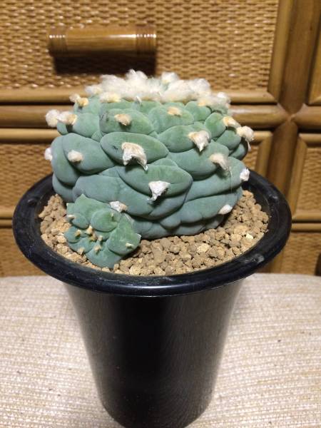 谷田貝疣銀冠、親径10.2cm、接降実根_1