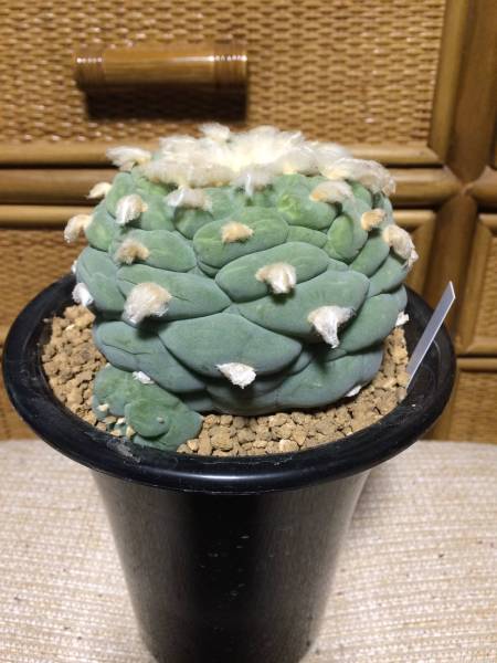 谷田貝疣銀冠、親径10.2cm、接降実根_2