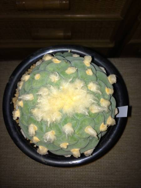 谷田貝疣銀冠、親径10.2cm、接降実根_3