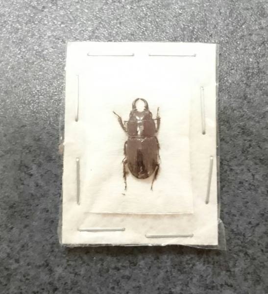 ☆標本、超貴重！世界遺産小笠原諸島母島産オガサワラネブトクワガタWD完品ペア！☆