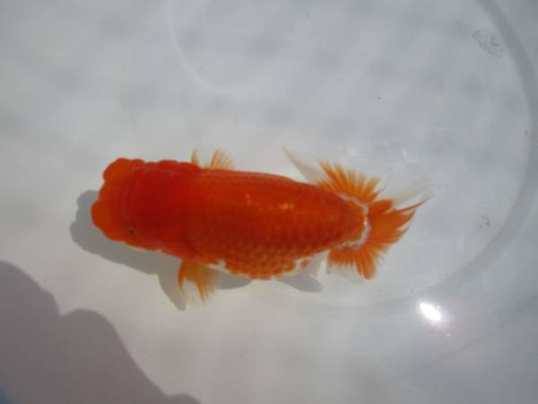 浜松優良系統（８０）３歳魚　種用メス　１４cm