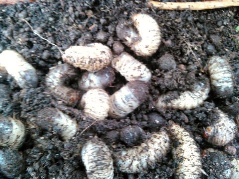 コガネムシ科 ハナムグリの幼虫 ３０匹セット 虫類 売買されたオークション情報 Yahooの商品情報をアーカイブ公開 オークファン Aucfan Com