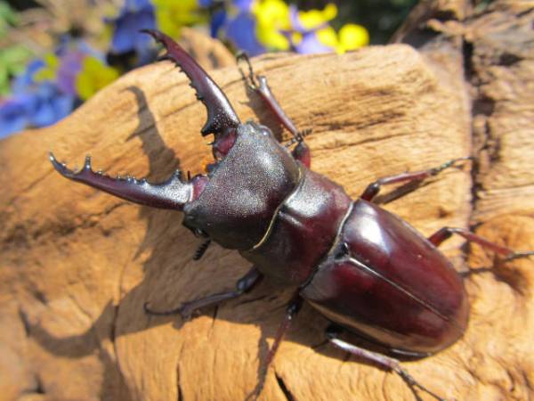 ♪♪②新成虫ペア！♂69.8㎜・♀41.7㎜　アドゥンクスフタマタ♪♪