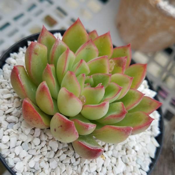 多肉植物 エケベリア カリビアンクルーズ サボテン 売買されたオークション情報 Yahooの商品情報をアーカイブ公開 オークファン Aucfan Com