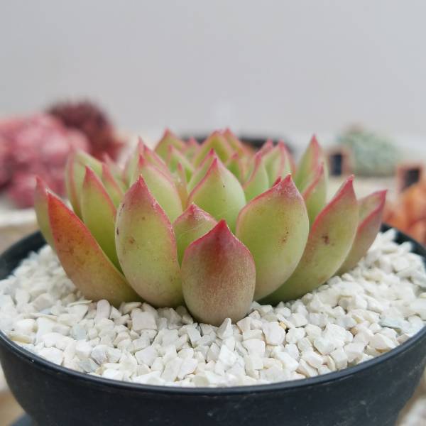 多肉植物 エケベリア カリビアンクルーズ サボテン 売買されたオークション情報 Yahooの商品情報をアーカイブ公開 オークファン Aucfan Com