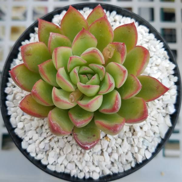 多肉植物 エケベリア カリビアンクルーズ サボテン 売買されたオークション情報 Yahooの商品情報をアーカイブ公開 オークファン Aucfan Com