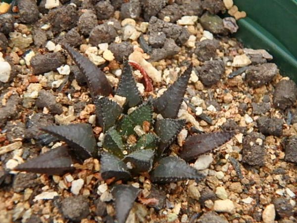 多肉植物　☆ 74 maraisii v.maraisii(Drew)(ハオルチア)