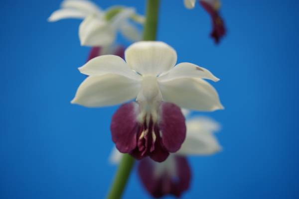 ●えびね欄　３５１　交配初花大輪４０㎜　山野草エビネラン
