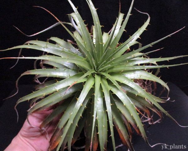 Puya berteroniana | Seeds - プヤ 種子] ブロメリア Blue