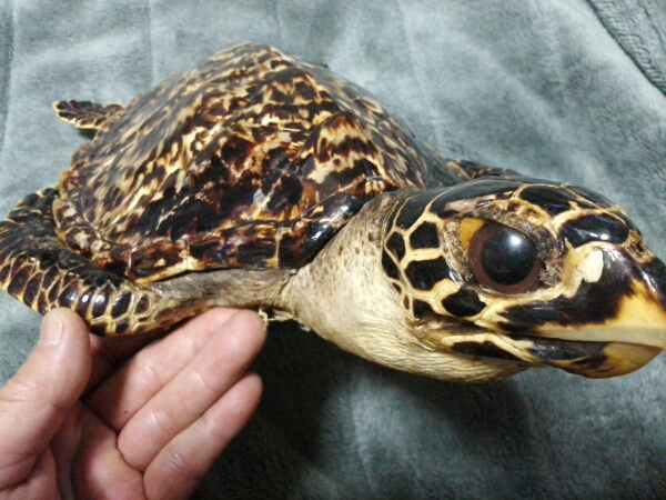 送料込み). 剥製 鼈甲亀 タイマイ 全長40cm 長期保管品(雑貨)｜売買