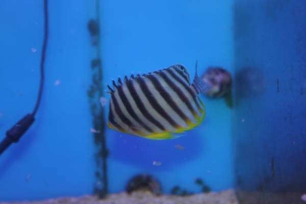 【M 横浜　AREA】　フレーク餌食べます　シマヤッコ１