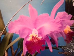 C. lueddemanniana lueddemannianaのYahoo!オークション(旧ヤフオク