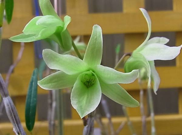 キバナノセッコク　「阿修羅」　富貴蘭　セッコク　万年青　山野草 ☆蘭・セッコク・山野草【萬緑】最優秀品☆ 【公式通販】