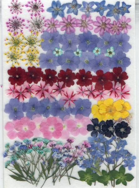 押し花用素材　「小花いろいろ」_1