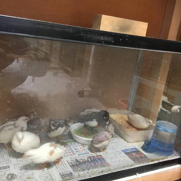 ☆ヒメウズラ☆mix色々(有精卵)孵化用7個＋保証1個(定形外可)_2