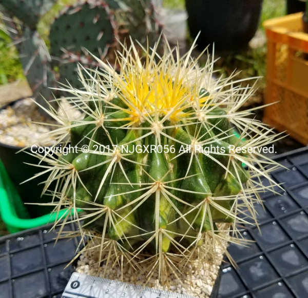 エキノカクタス 金鯱 日焼け痕あり サボテン ハオルチア 多肉植物 サボテン 売買されたオークション情報 Yahooの商品情報をアーカイブ公開 オークファン Aucfan Com