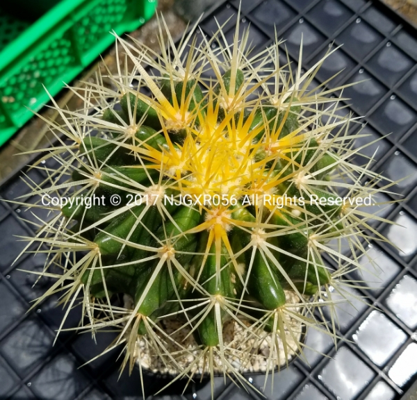 エキノカクタス 金鯱 日焼け痕あり サボテン ハオルチア 多肉植物 サボテン 売買されたオークション情報 Yahooの商品情報をアーカイブ公開 オークファン Aucfan Com