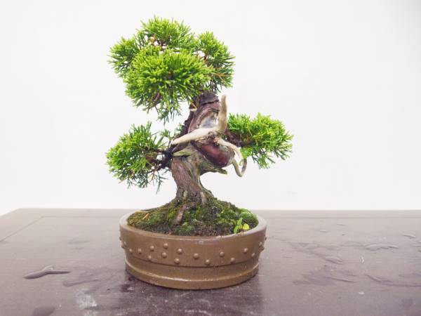 良品 素晴らしい小品真柏 大品盆栽真柏究極の逸品樹齢40年位☆大幅