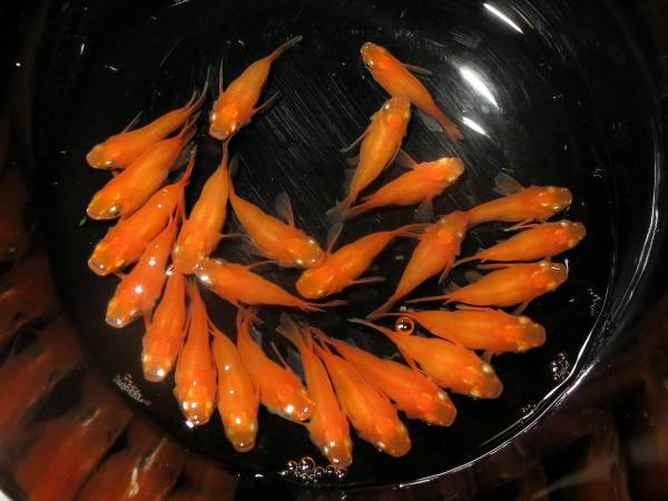 ☆★ヒビメダカ　楊貴妃【楊３０】 ダルマ、半ダルマ　♂１１♀１４★☆