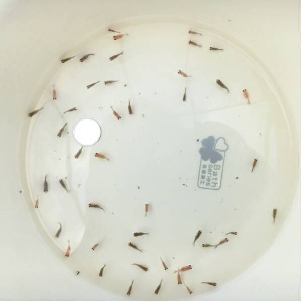 ピンポンパール稚魚50匹 無選別 養殖場自慢の国産金魚1