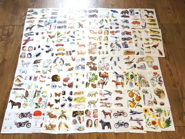 図鑑イラスト100枚■ハンガリー■ビンテージ
