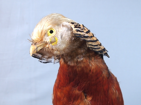 希少 アンティーク 年代物【剥製 キンケイ 錦鶏 金鶏鳥 キジ 置物 鳥類