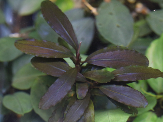 ラスト株 ブセファランドラbucephalandra sp. deep purple_1