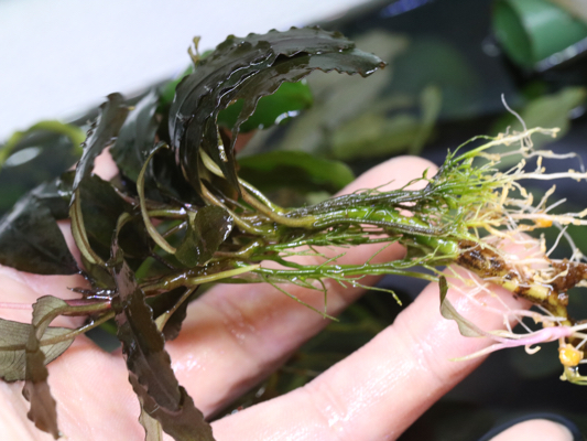 ラスト株 ブセファランドラbucephalandra sp. deep purple_2