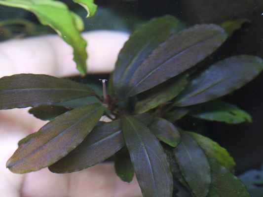 ラスト株 ブセファランドラbucephalandra sp. deep purple_3