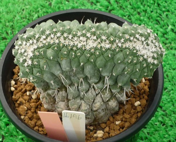 菊水　ストボンボカクタス　サボテン サボテン公式 菊水 サボテン 菊水 輸入球 A0949 ストロンボカクタス