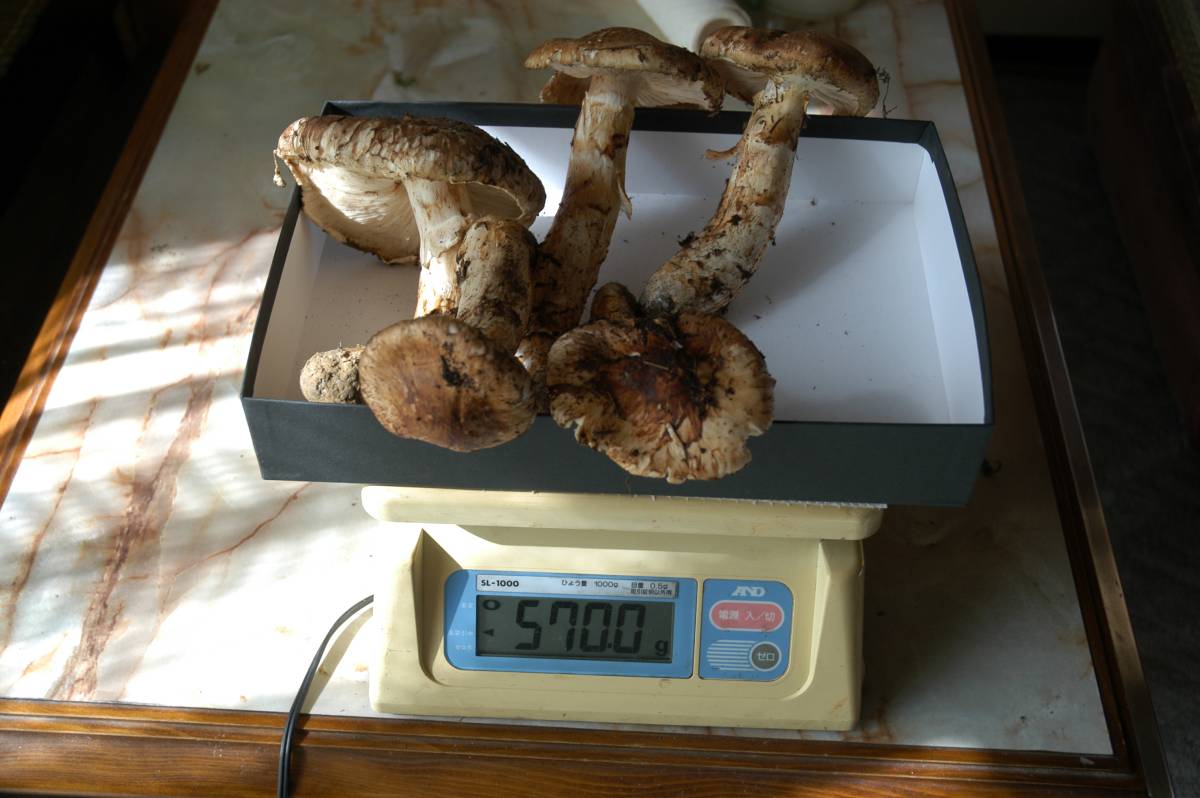 岩手県産松茸 公式通販 | 採れ次第発送！：岩手県産のマツタケ｜食べ 