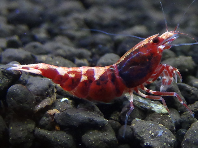 「ＢＬＥＳＳ」代理出品　蘭丸　レッドクラウドシュリンプ　抱卵個体