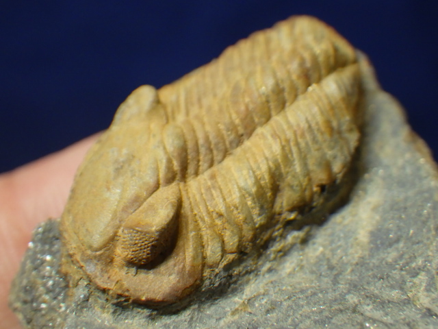 フランス産 三葉虫 化石 Phacopidina micheli 美術品・アンティーク