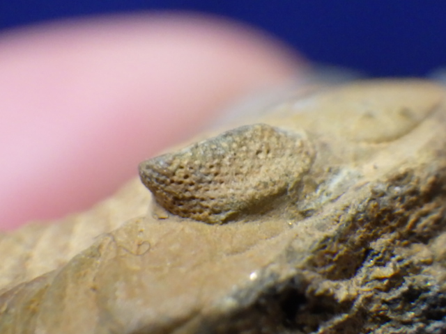 フランス産 三葉虫 化石 Phacopidina micheli 美術品・アンティーク