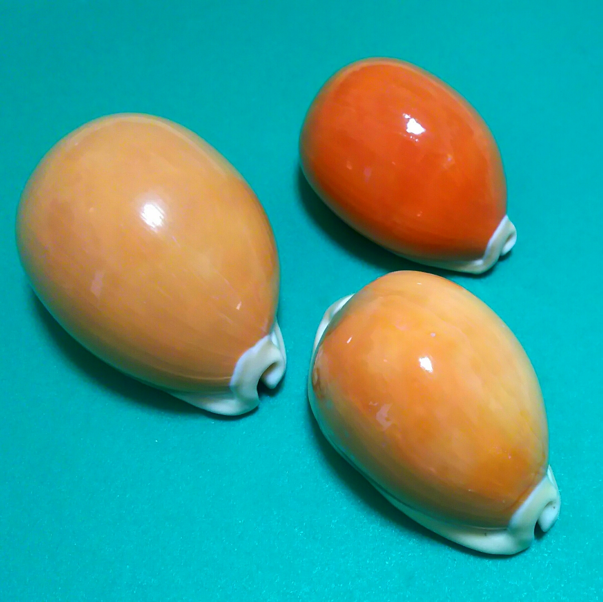 ナンヨウダカラ　貝殻　標本 ナンヨウダカラ ナンヨウダカラ 貝殻 標本 Microshells: Lyncina 2個