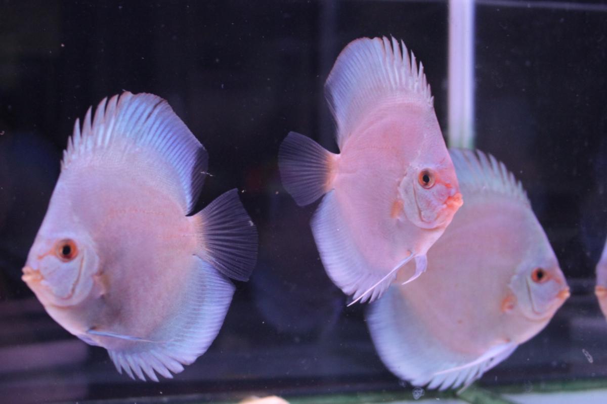 ハイボディスーパーブルーダイヤモンド 3匹セット ディスカス 熱帯魚 