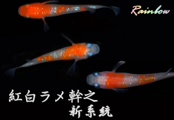 極上 紅白ラメ幹之 新系統めだかの卵１０個 A ２色 飛白 錦 ラメ レインボー メダカの卵 めだか メダカ 卵 めだか 売買されたオークション情報 Yahooの商品情報をアーカイブ公開 オークファン Aucfan Com