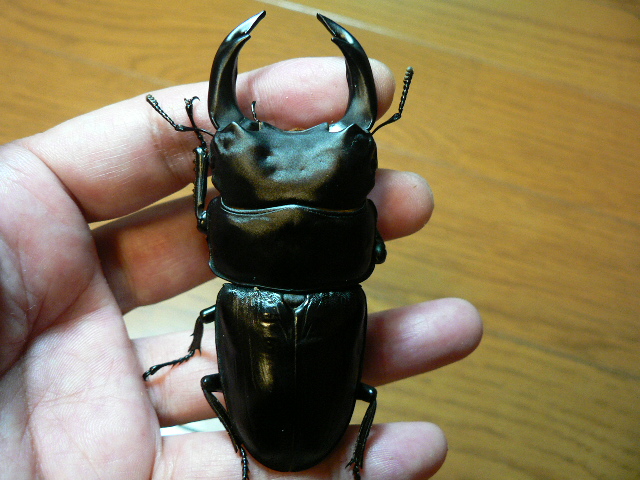 能勢YG(♂80.0mm×♀51.8mm+♀49.5mm）-6